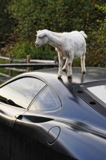 Goat on a Ferrari